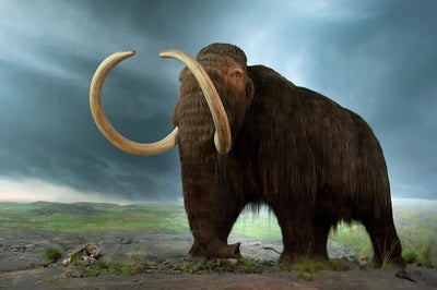 Uncover The Mysteries Of The Woolly Mammoth