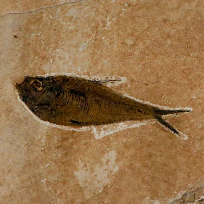 What Colors and Textures Make Fish Fossils Unique?