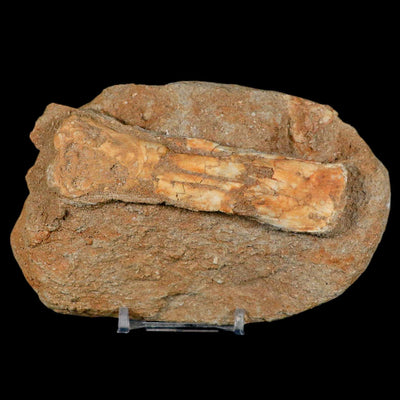 Do Pterosaur Fossils Finally Solve the Mystery of Flight?