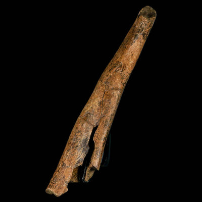 Bring History to Life with Rare and Beautiful Dinosaur Fossils