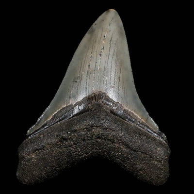 Megalodon Tooth Size - A Trip To Prehistoric Times