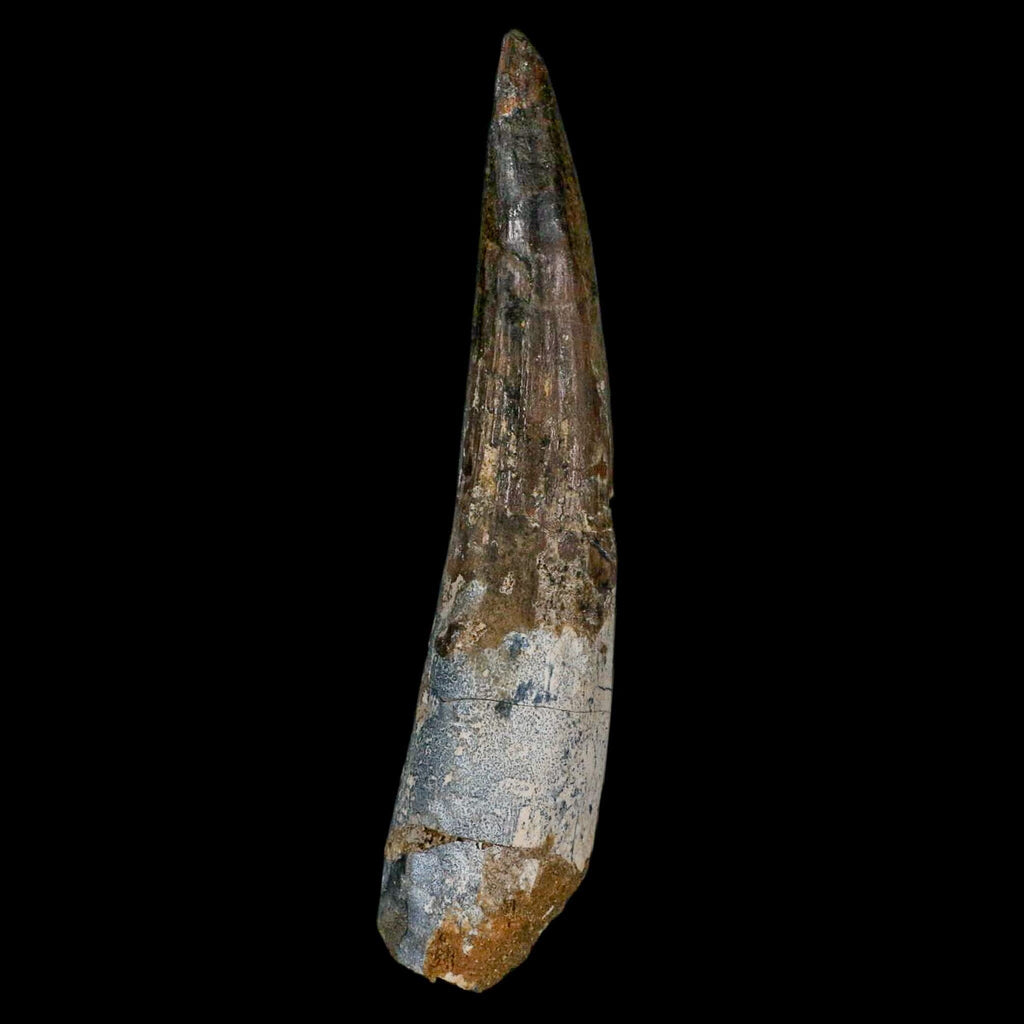 Real Dinosaurs Fossils - The Best Gift to a Paleontology Enthusiasts