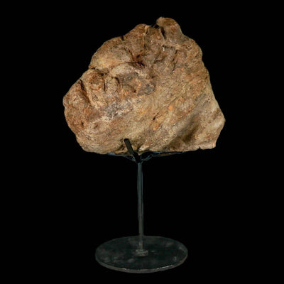 Is It Legal to Own a Diplodocus Fossil?