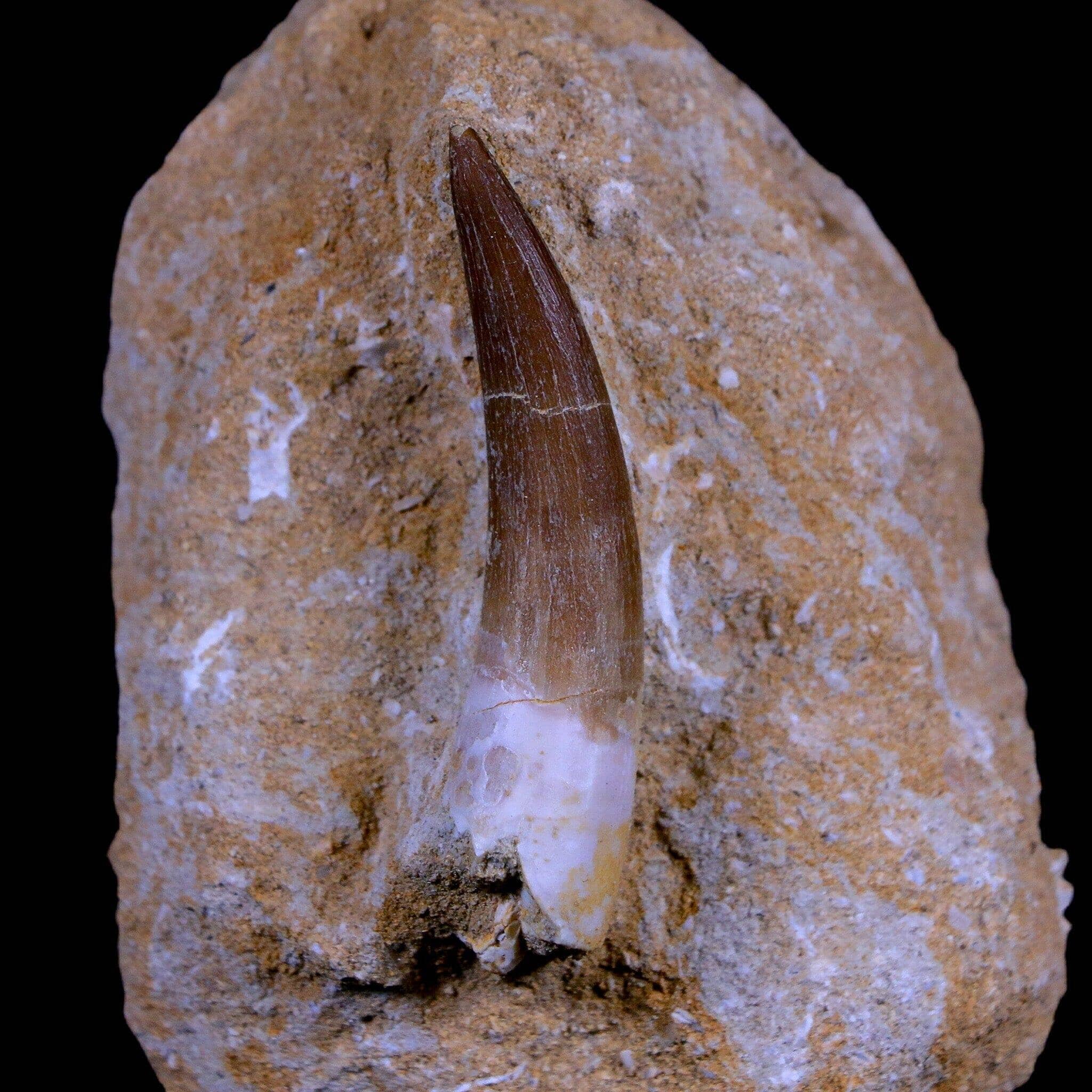 Plesiosaurus Tooth