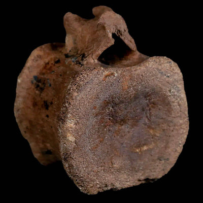Why Are Hadrosaurus Fossils Often Called Duck-Billed?