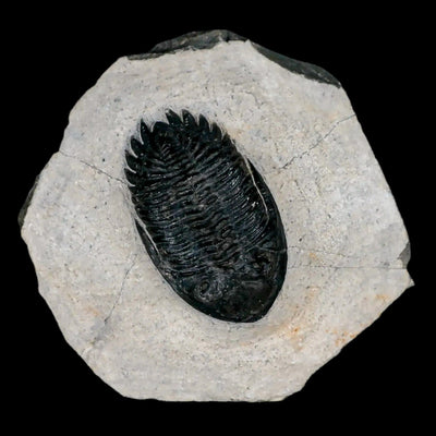 Are Trilobite Fossils Rare or Common?