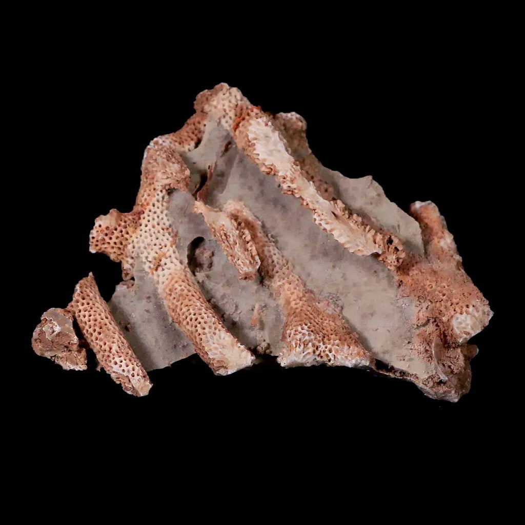 Why the Thamnopora SP Coral Fossil is a Must-Have for Collectors