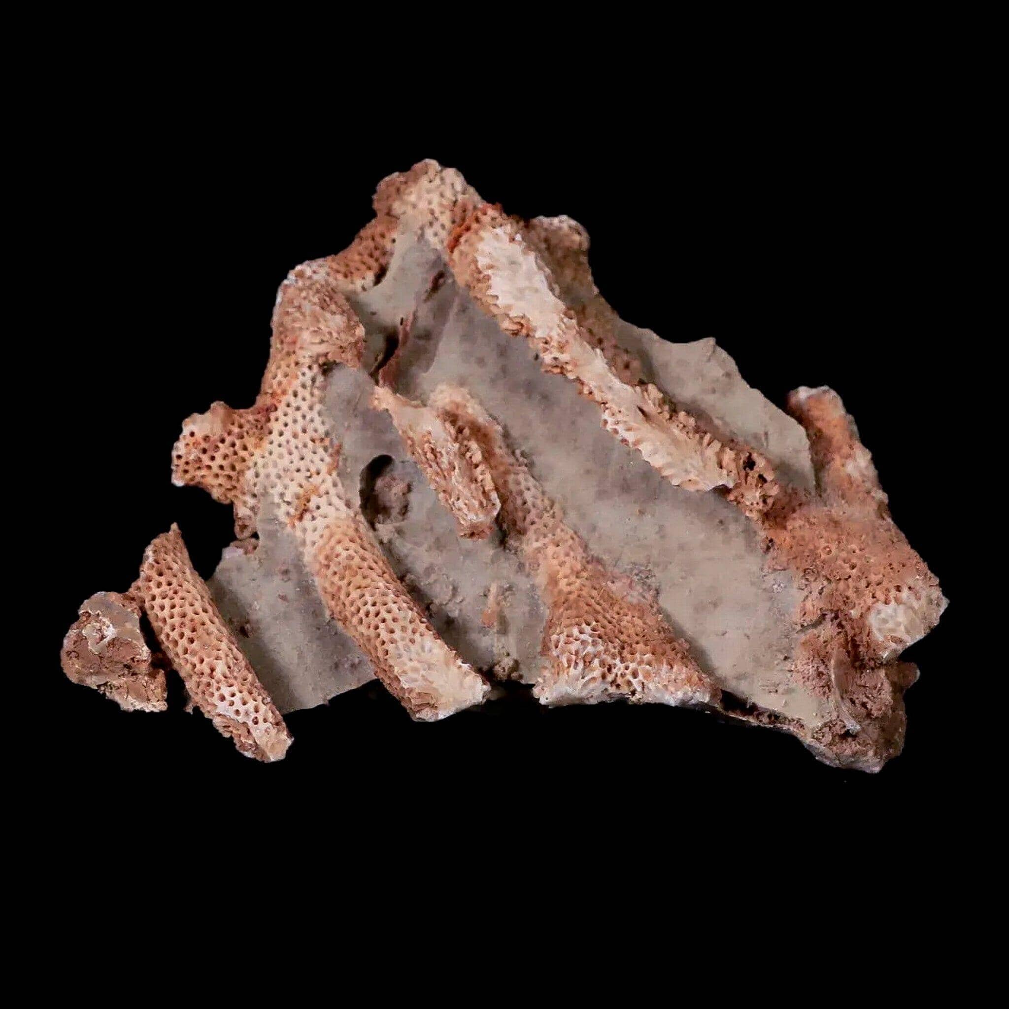 Why the Thamnopora SP Coral Fossil is a Must-Have for Collectors