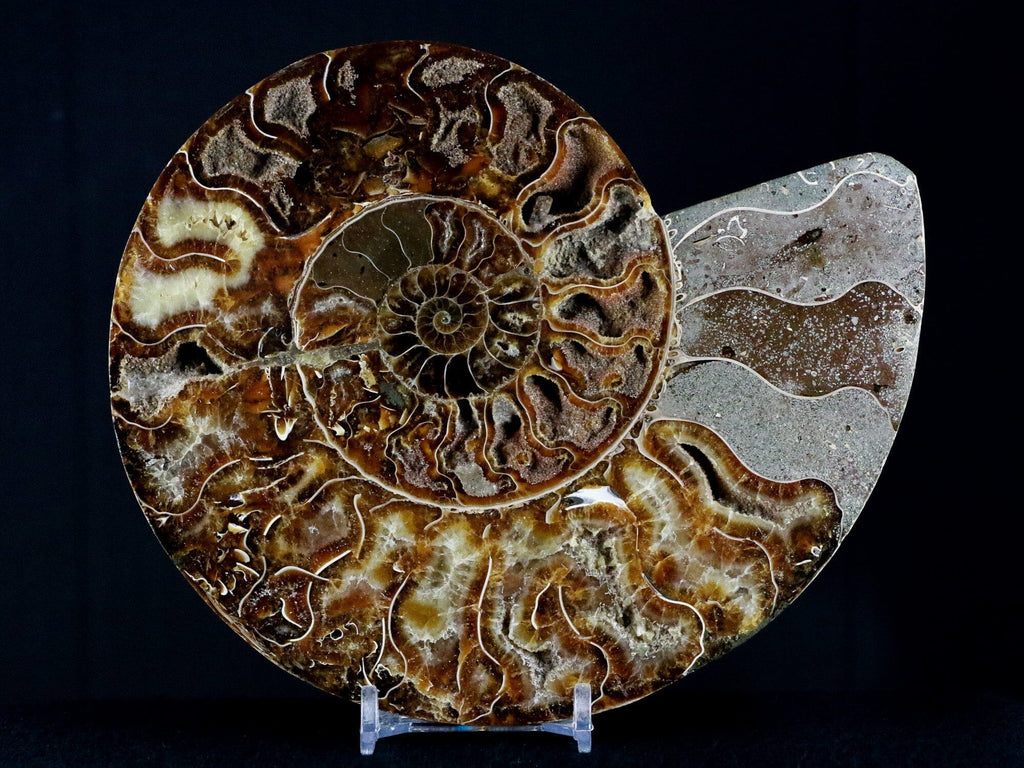Explore The Beautiful Collection of Ammonite Fossil