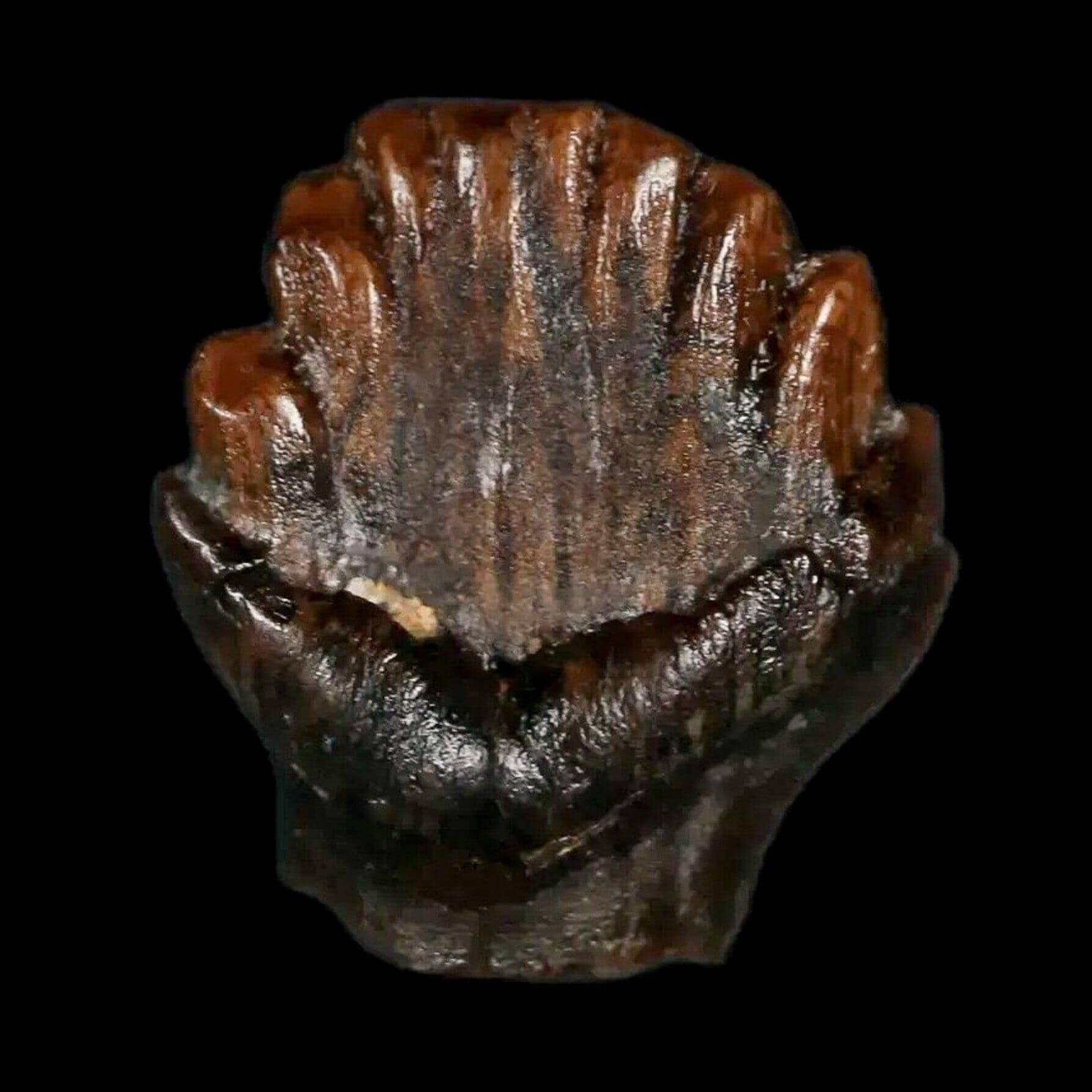 Did the Ankylosaurus Fossil Show Signs of Injuries or Battles?
