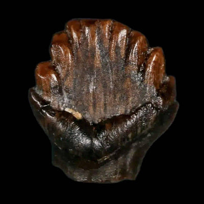 Did the Ankylosaurus Fossil Show Signs of Injuries or Battles?