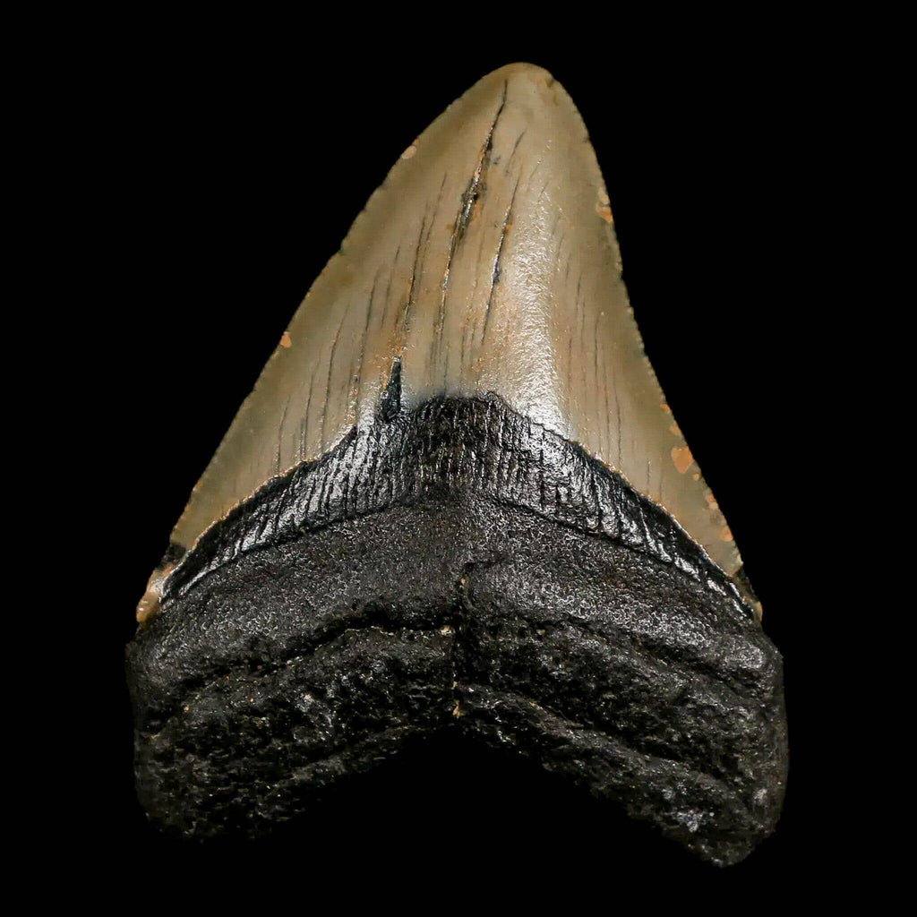 Exploring the Megalodon: A Prehistoric Giant of the Seas