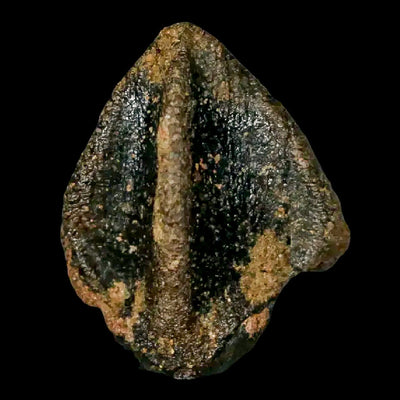 Fossil Collection 101 - Bringing the Triceratops Fossils to Life