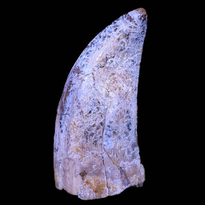 Find Raptor Fossils, Ankylosaur & Tyrannosaurus Rex Teeth For Sale