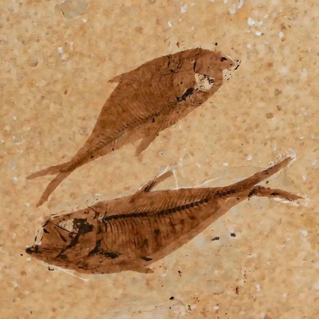 What Are Green River Fossils and Why Are They Special?