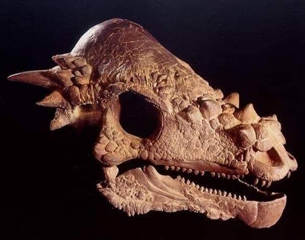 Pachycephalosaurus Dinosaurs