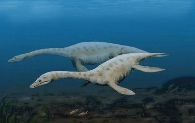 Explore Everything About The Plesiosaurus Fossil