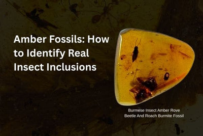 Amber Fossils: How to Identify Real Insect Inclusions