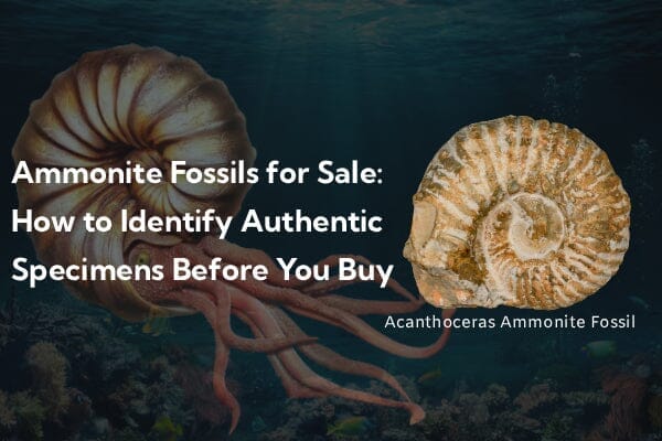 Ammonite Fossils for Sale: How to Identify Authentic Specimens Before You Buy