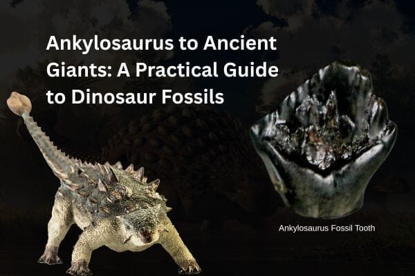 Ankylosaurus to Ancient Giants: A Practical Guide to Dinosaur Fossils