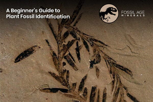 A Beginner’s Guide to Plant Fossil Identification