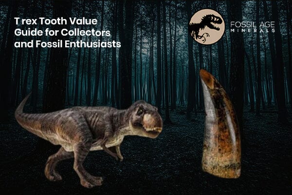 T rex Tooth Value Guide for Collectors and Fossil Enthusiasts