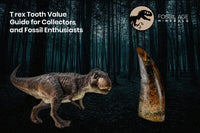 T rex Tooth Value Guide for Collectors and Fossil Enthusiasts