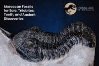 Moroccan Fossils for Sale: Trilobites, Teeth, and Ancient Discoveries