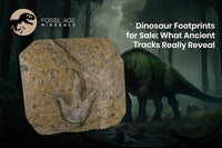 Dinosaur Footprints for Sale: What Ancient Tracks Really Reveal