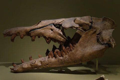 What Is Basilosaurus?