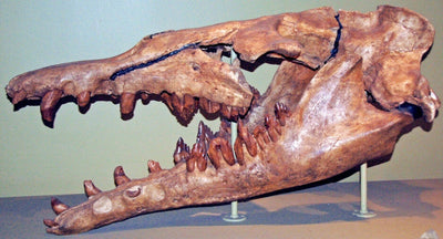 Unreal Facts About The Ancient Basilosaurus Fossils