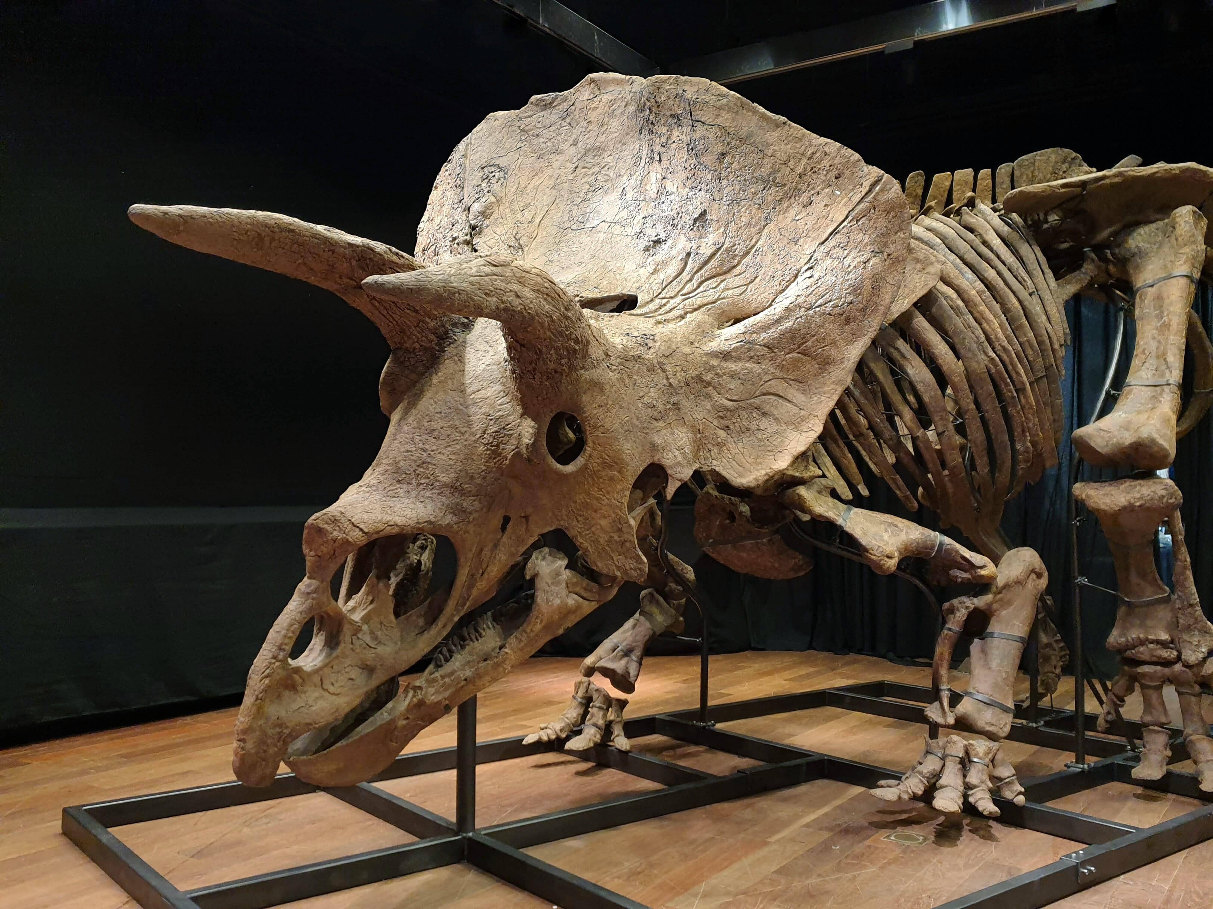 Know Everything About Triceratops