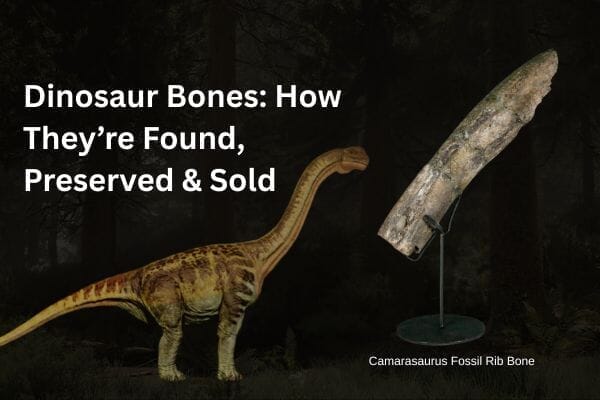 Dinosaur Bones: How They’re Found, Preserved & Sold