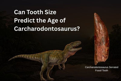Can Tooth Size Predict the Age of Carcharodontosaurus?