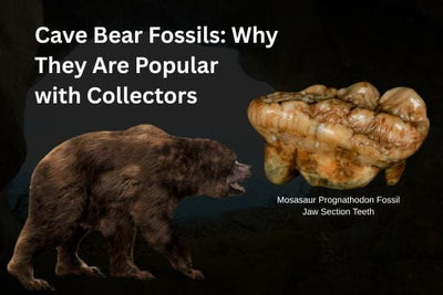 Cave Bear Fossils: Why They Are Popular with Collectors