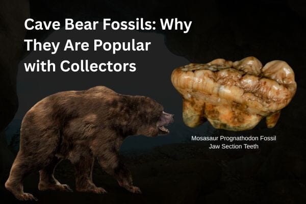 Cave Bear Fossils: Why They Are Popular with Collectors