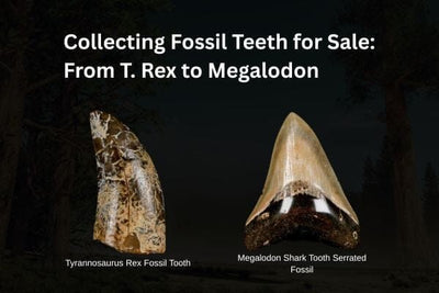 Collecting Fossil Teeth for Sale: From T. Rex to Megalodon