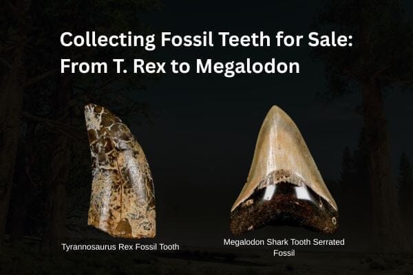 Collecting Fossil Teeth for Sale: From T. Rex to Megalodon