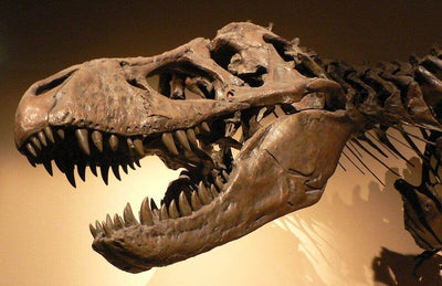 Dinosaur Fossils For Sale – A Best Opportunity For Fossil Lovers