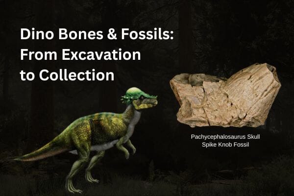 Dino Bones & Fossils: From Excavation to Collection