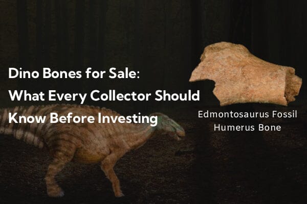 Dino Bones for Sale: What Every Collector Should Know Before Investing