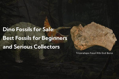 Dino Fossils for Sale: Best Fossils for Beginners and Serious Collectors