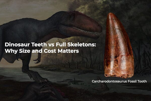 Dinosaur Teeth vs Full Skeletons: Why Size and Cost Matters