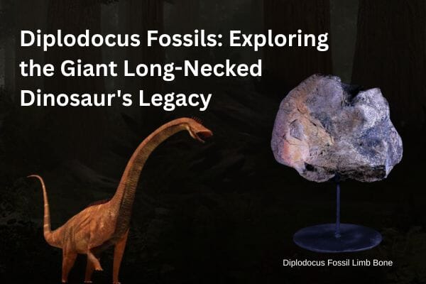 Diplodocus Fossils: Exploring the Giant Long-Necked Dinosaur's Legacy