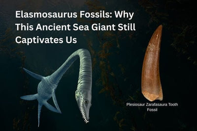 Elasmosaurus Fossils: Why This Ancient Sea Giant Still Captivates Us