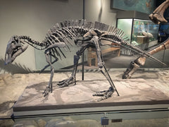 Learn Some Interesting Facts About Maiasaura Dinosaur Fossils