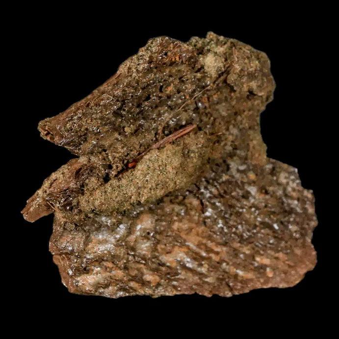 The Tyrant King: The Mystery Of Tyrannosaurus Rex Head