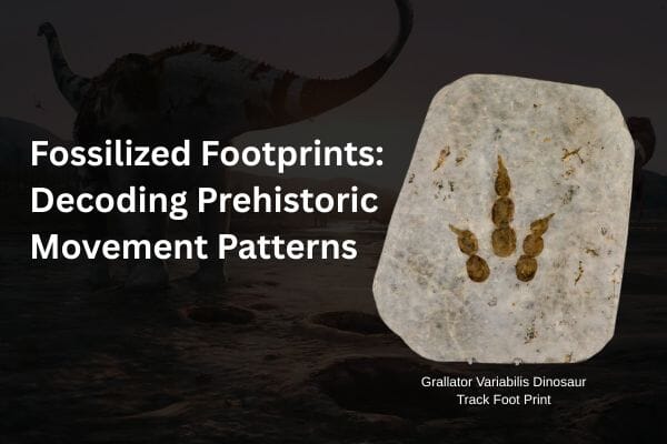 Fossilized Footprints: Decoding Prehistoric Movement Patterns