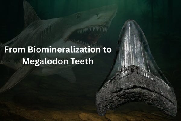 From Biomineralization to Megalodon Teeth — How Nature Forms Fossil Minerals