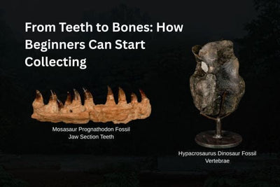 From Teeth to Bones: How Beginners Can Start Collecting